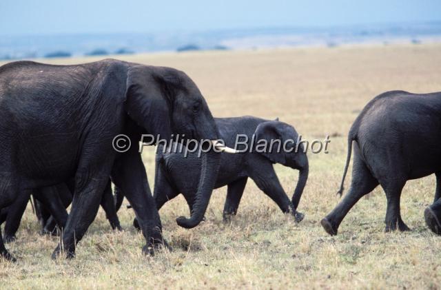 kenya 56.JPG - ElephantsLoxodonta africanaRéserve de Masai MaraMasai Mara National ReserveKenya